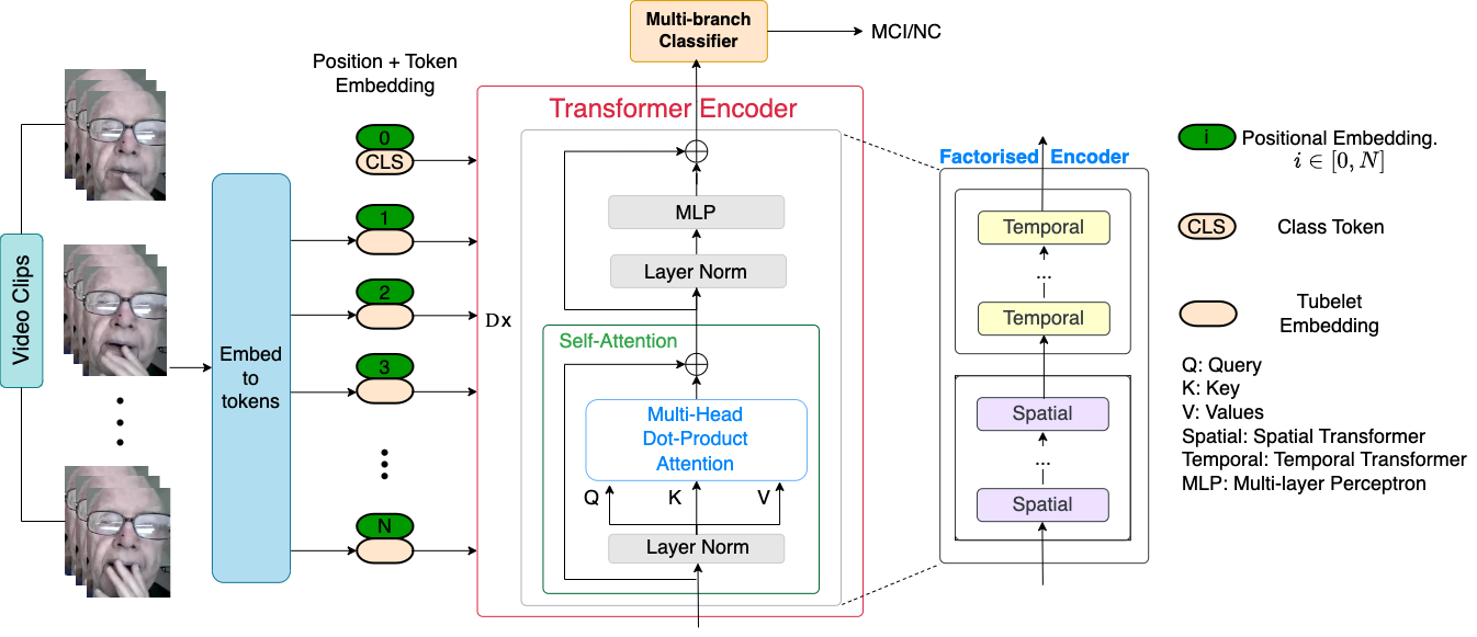 MC-ViViT Architecture